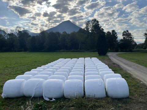 Maissilage-Ballen zu verkaufen, beste Qualität