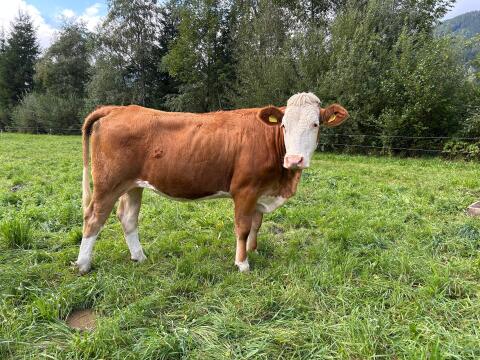 Trächtige Bio-FV-Kalbinnen