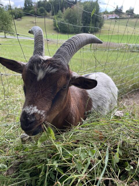 Zwergziegenbock Charly