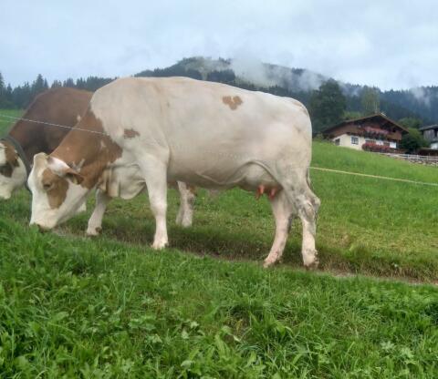 Bio-Erstlingskühe