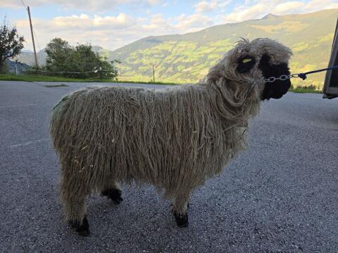 Weibliches Walliser Schwarznasenschaf, Hb-Betrieb