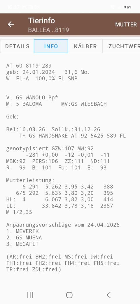 2 trächtige Bio-Fleckviehkalbinnen zu verkaufen