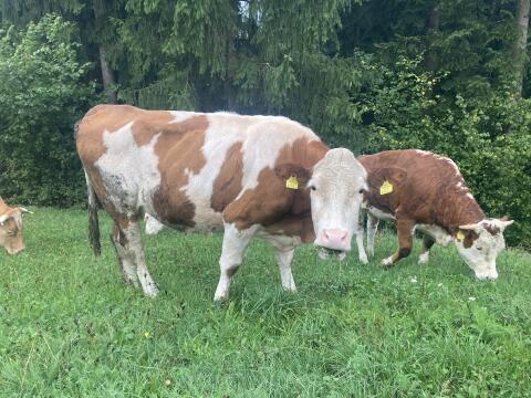 Bio-Mutterkuh mit Stierkalb
