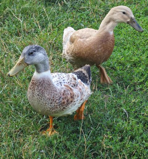 Laufenten, Haubenenten, Enten