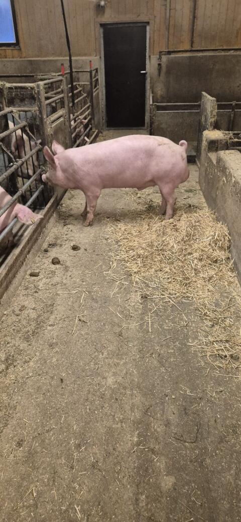 Edelschwein Jungeber
