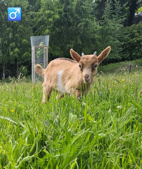 Ziegenbock verkaufen