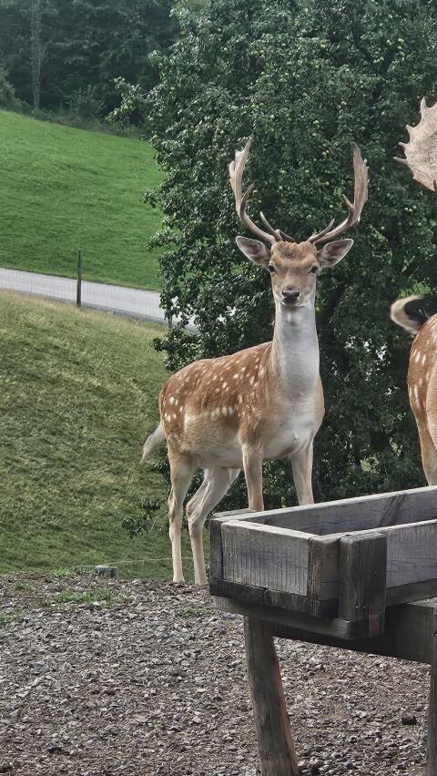 Damhirsch, Damwild