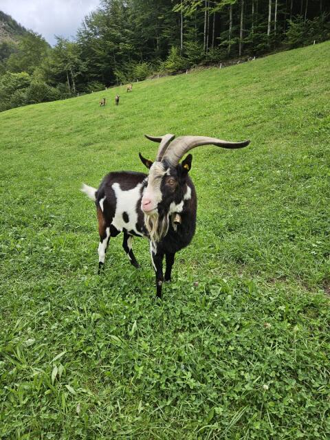 Tauernschecken-Bock