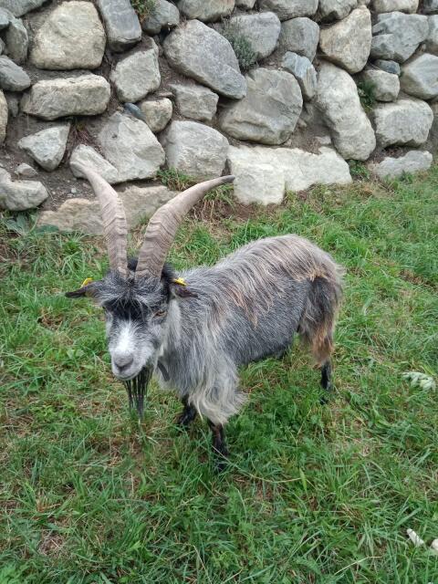 Blobe Bock HB