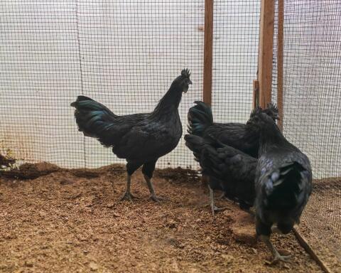 Ayam Cemani Hähne abzugeben