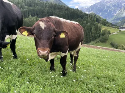 4 Bio-Einstellerstiere