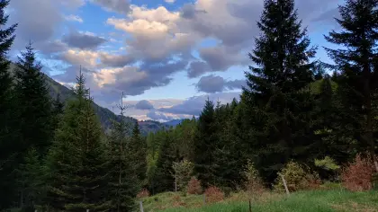 30 Hektar sehr gepflegter Wald in Kärnten zu verkaufen.
