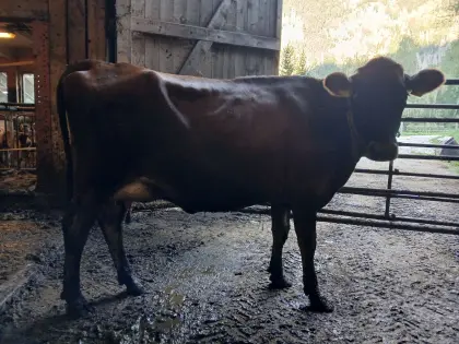 Jersey-Jungkühe