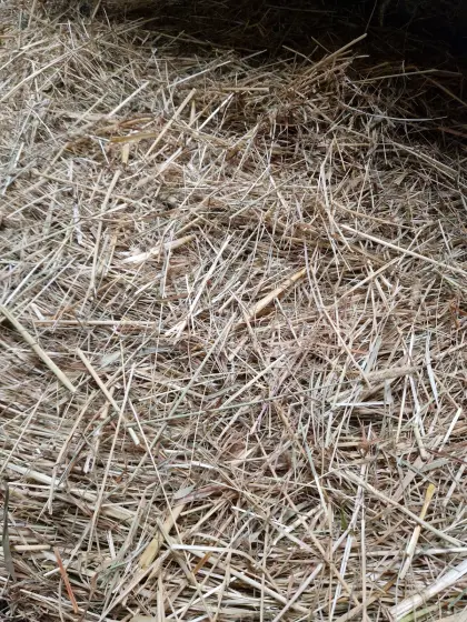 Heuballen zu verkaufen, Lieferung möglich
