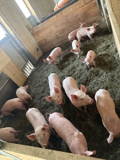 Ferkel Bio