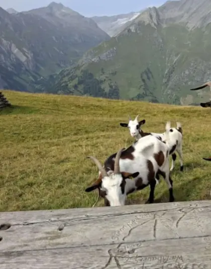 Tauernschecken-Ziege mit Kitz
