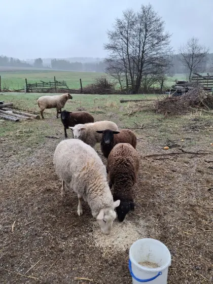Schafherde Zucht