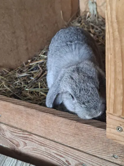 Zwergkaninchen