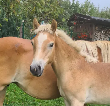 Haflinger Hengstfohlen