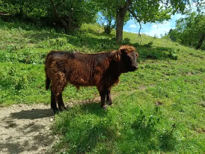 Schottisches Hochlandrind Stierkalb