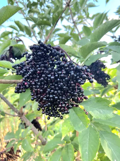 Holunderbeeren Saft 5 l.