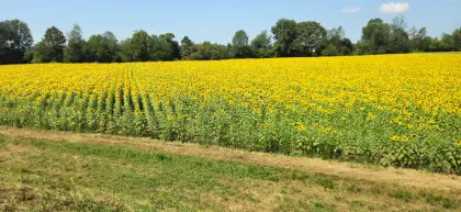 Bio-Sonnenblumenkerne HIGH-OLEIC
