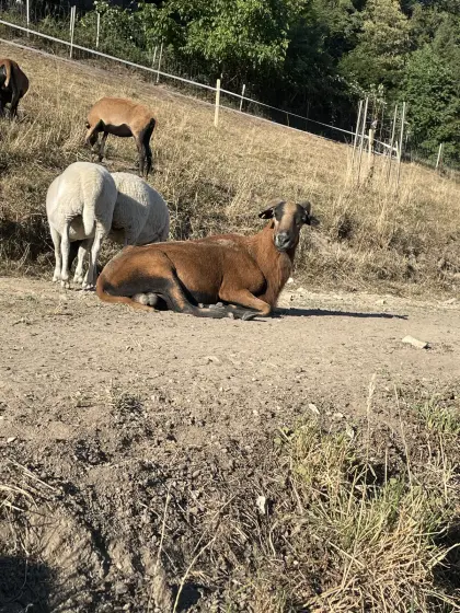 Kamerun-Barbados-Bock