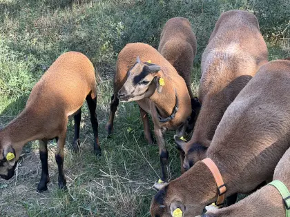 Kamerun-Schafbock