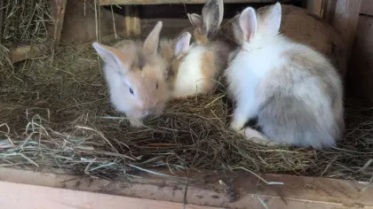 Löwenkopf-Zwergkaninchen in allen Farben zu verkaufen