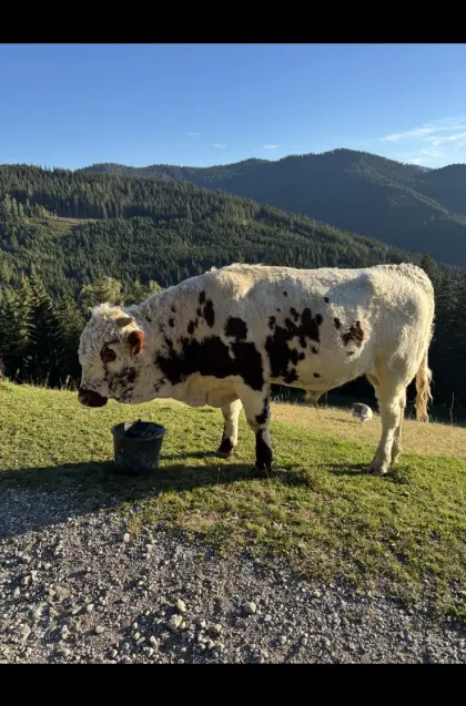 Pustertaler Sprinzen Stier