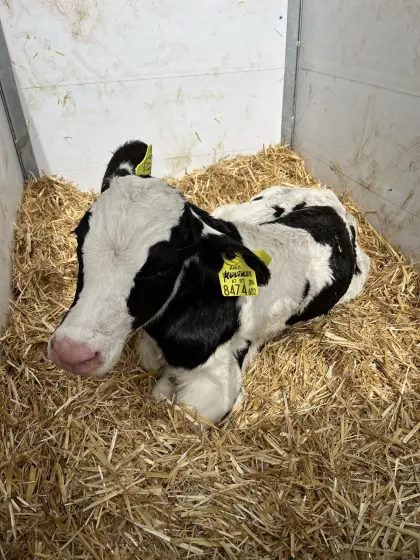 Holstein Stierkälber