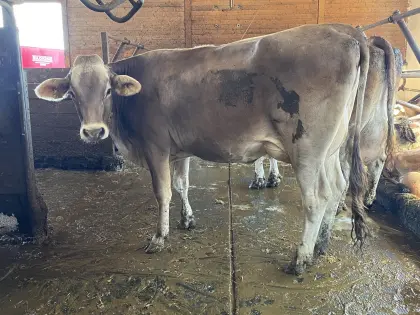 Brown Swiss Erstlingskuh
