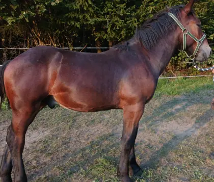 Merlin Nero XVIII, Noriker-Hengst