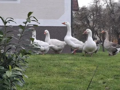 Gänse