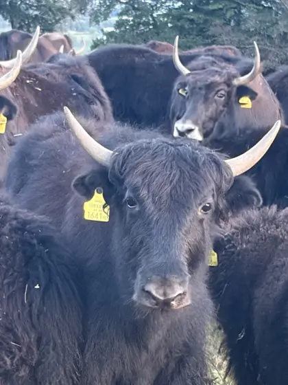 Yak-Kälber
