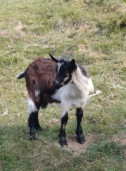 Junge Ziegen Pfauenmix