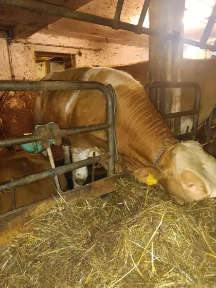 Verkaufe Stier