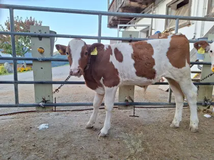 Bio Fleckvieh Stierkalb