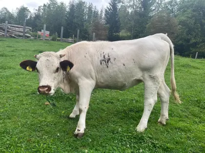 Pustertaler Sprinzen Kalbin