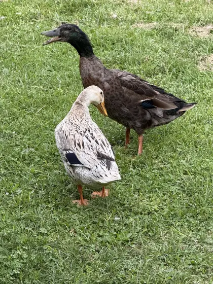 Laufentenpärchen