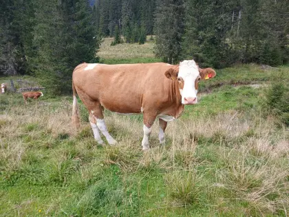 Trächtige Kalbinnen