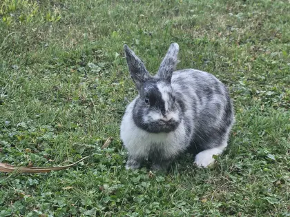 Zwergkaninchen, männlich