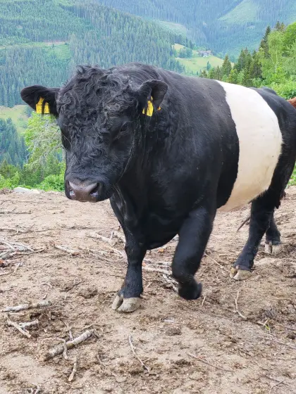 Galloway Belted Stier