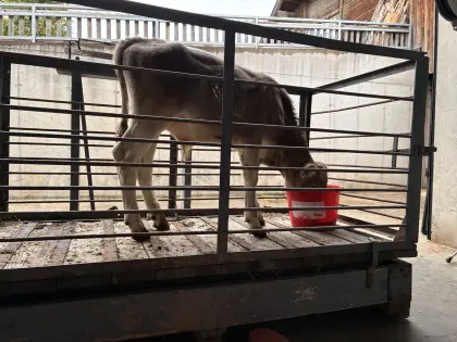 BIO Brown Swiss Braunvieh Stierkalb