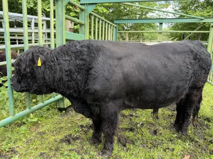 Galloway-Bulle