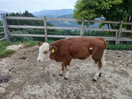 Kuh-Kalb FV