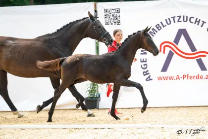 Ruby Grace MF, österr. Warmblut-Stute