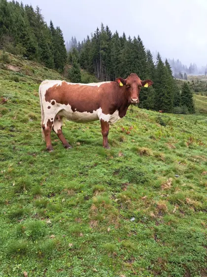 Reinrassige Pinzgauer Kuh, trächtig
