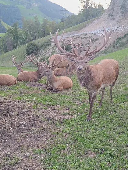 Lebendverkauf Hirsch