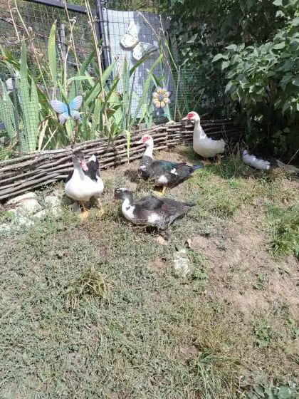 Warzenenten, Moschusenten